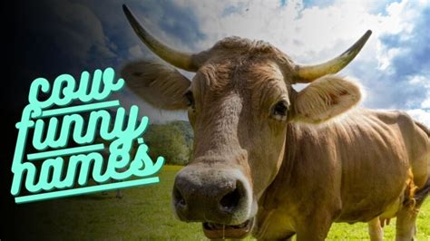 Top 51 Cow Funny Names: Hilarious and Creative Cow Names for Your Farm