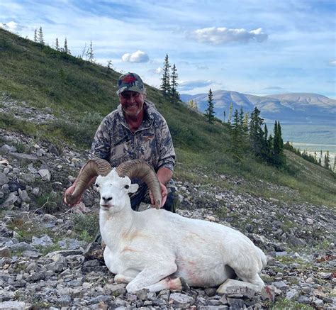 Raven S Throat Outfitters Dall Sheep Photo Gallery