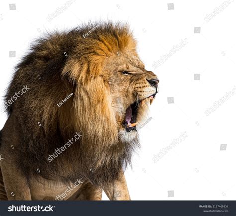 Male Adult Lion Roaring Showing His Stock Photo 2187468837 | Shutterstock