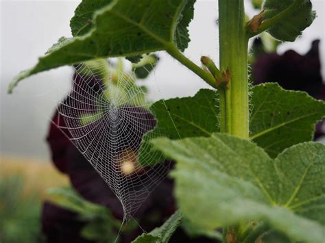 Black Hollyhock Leaves