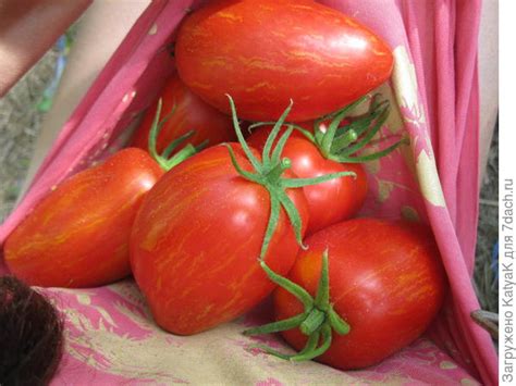 Томаты Искры пламени - полосатое чудо!