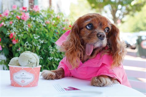 Toast the Dog Appears on ‘GMA’ for Launch of the Book ‘ToastHampton