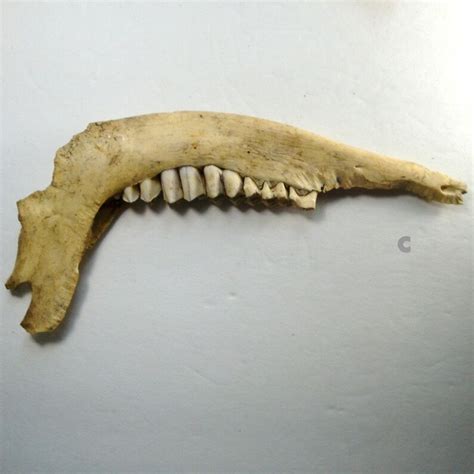 Vintage Jawbone Of An Ass 1965 Gallup New Mexico USA Etsy