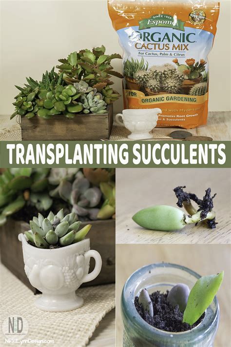 Transplanting Succulents - Nikki Lynn Design