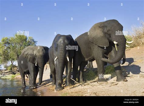 African Elephants Chobe River Chobe National Park Botswana Africa