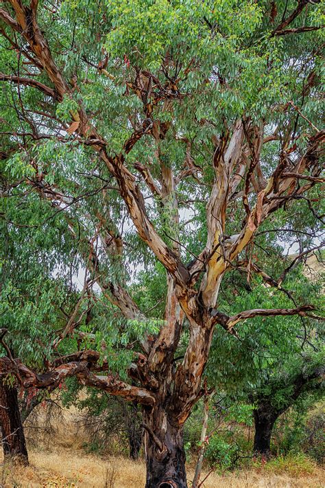 Eucalyptus Tree In Rural Southern California Photograph By Belinda Greb