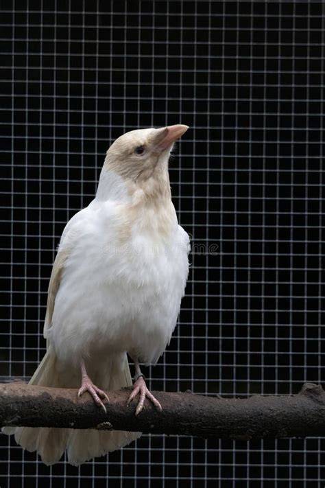 Grey Crow Albino White Crow Symbol Of Individuality Stock Image Image