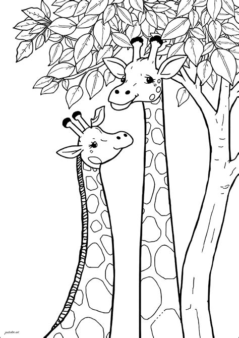 Two giraffes with very long necks - Giraffe Coloring Pages