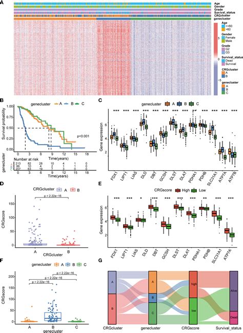 Frontiers Identification Of A Novel Cuproptosis Related Gene