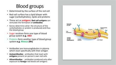 Blood Groups Transfusion Flashcards Quizlet