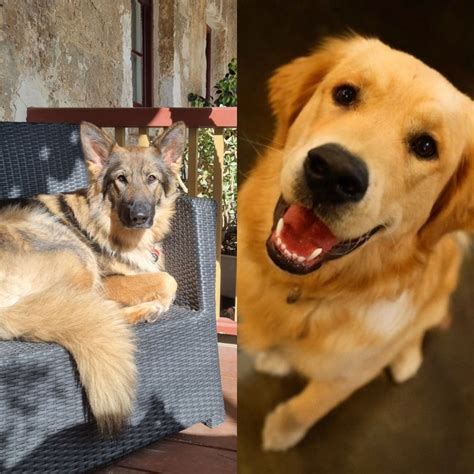 German Shepherd And Golden Retriever Friends