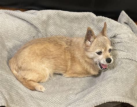 Dog dies of fright after losing an arm in ‘nam | Scrolller