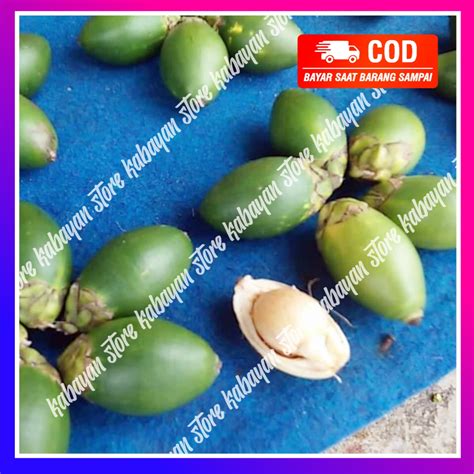 Buah Pinang Muda Segar 250 Gram Buah Pinang Muda Serbuk Buah Sari