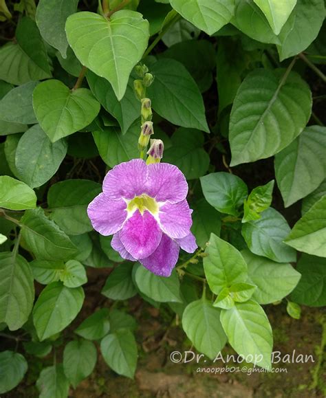 asystasia gangetica  tanderson plants   world  kew