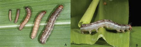 Diferenca Entre Fase E Estágio Larval - Conheça as pragas do algodão durante o estágio reprodutivo - SLC Sementes