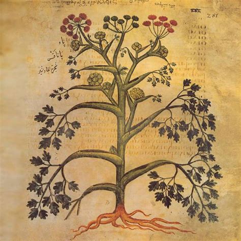 Galbanum :: Materia Aromatica