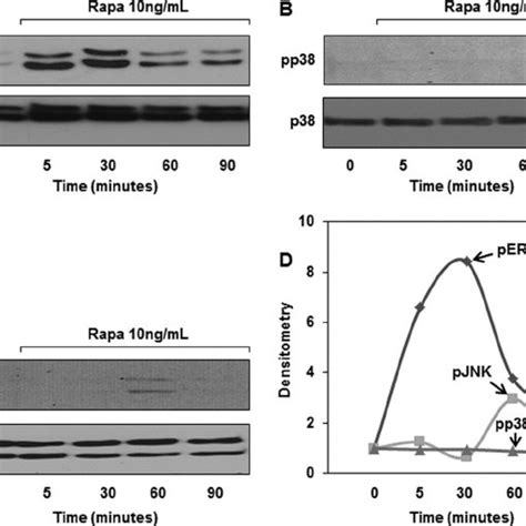 Rapamycin Treatment Activates Erk But Not Jnk And P Murine