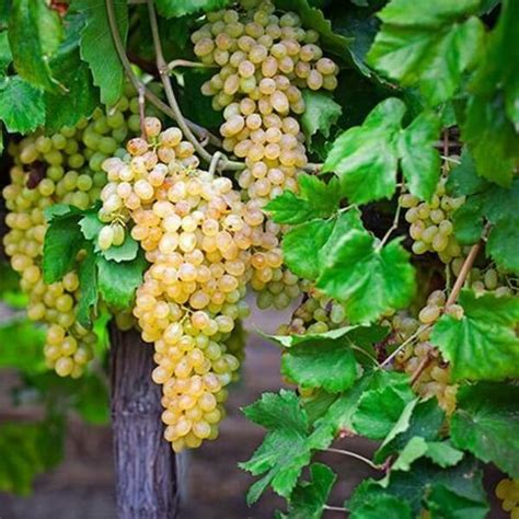 Амурский виноград Триумф | Fast growing trees, Starting a vegetable ...