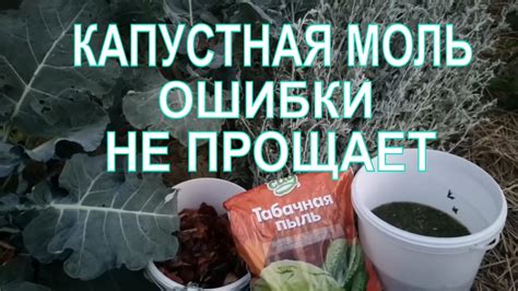 КАПУСТНАЯ МОЛЬ.МЕТОДЫ БОРЬБЫ С КАПУСТНЫМИ ВРЕДИТЕЛЯМИ. - YouTube