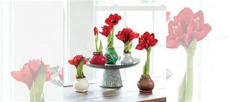 Гиппеаструм в воске/Амариллис купить в Москве | Товары для дома и дачи ...