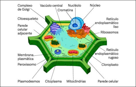 Vacuolo Celula Vegetal - Celula Vegetal Vacuolo 860+ Vacúolo Ilustração De Stock, Gráficos