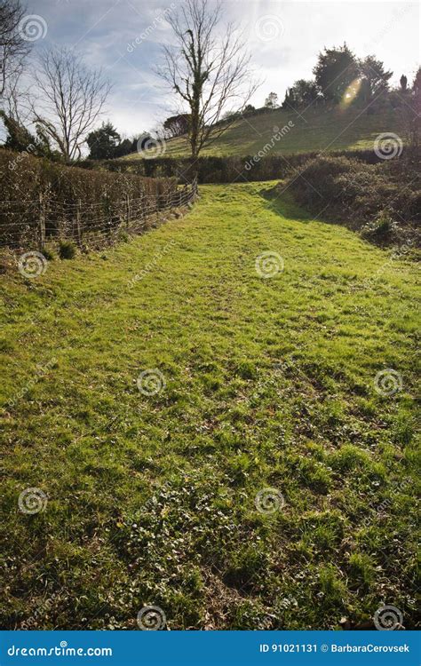 Green Meadow Field With Nude Trees In Sunny Blue Sky In Winter Time In Countryside Stock Image