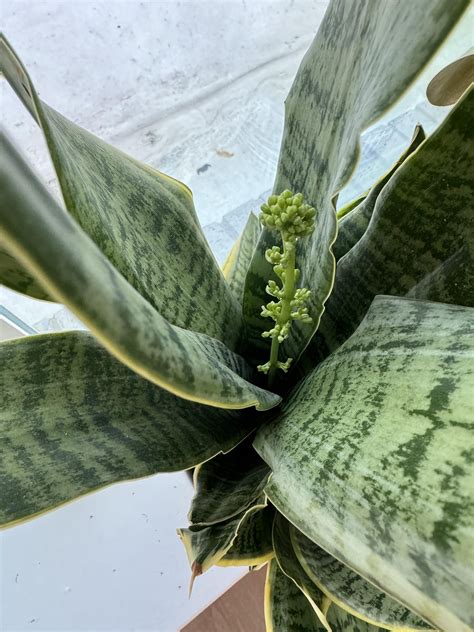 Why is my snake plant flowering? : r/IndoorGarden