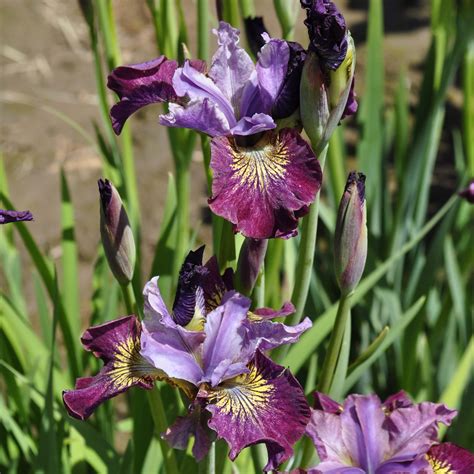 Iris 'Miss Apple' - Claire Austin
