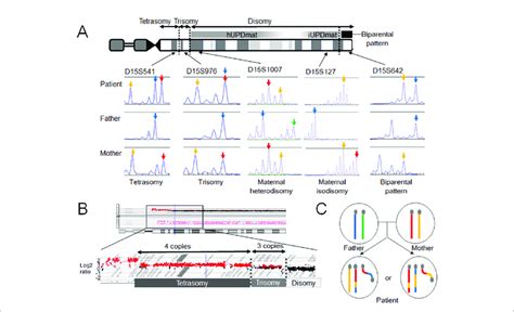 Molecular Findings Of Our Case A Microsatellite Analysis Revealed