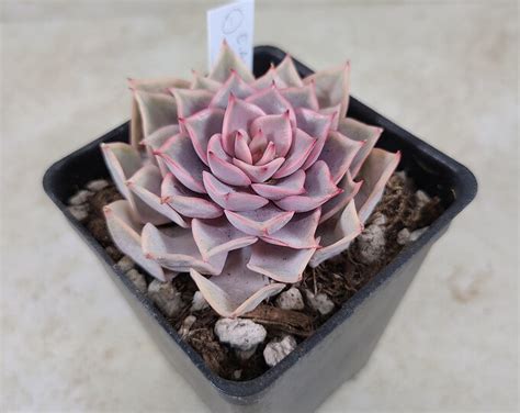 Korean Echeveria Apricot Story 1 Succulent Live Plant Etsy