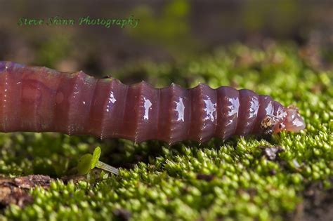 Earthworm Showing Bristles Aka Setae And Mouth These 45 Off