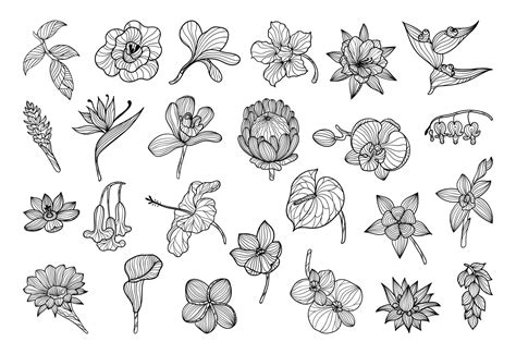 Exotic Flowers in a Linear Style 9641226 Vector Art at Vecteezy