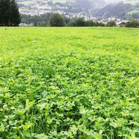 Ergebnisse Des Versuchs Bio Feldfutteranbau Mit Und Ohne Luzerne