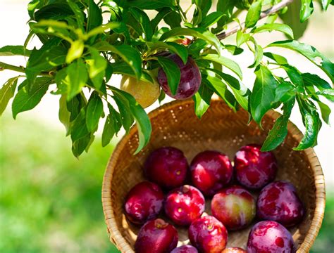 How To Grow The Japanese Plum Tree A Guide