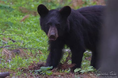 Shenandoah Wildlife - Traveler @ Home