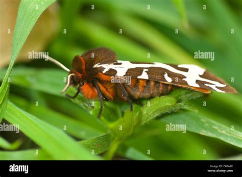 Tiger Moth Hi Res Stock Photography And Images Alamy