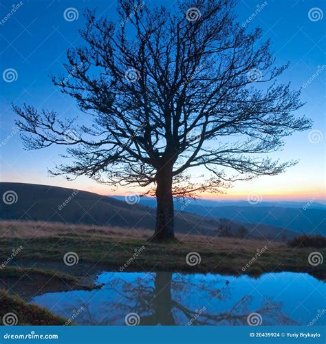 Lonely Autumn Naked Tree On Night Mountain Stock Photo Image Of Lonely Branch