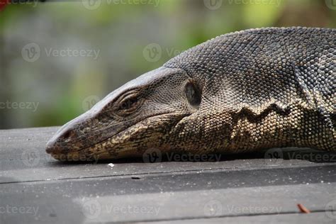 Southeast Asian Water Monitor Lizard Sun Bathing 16071020 Stock Photo