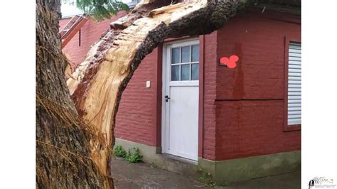 Locales Por motivos de la tormenta se produce la caída de un árbol de