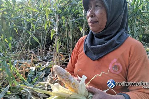 Bikin Petani Resah Kawanan Kera Rusak Ladang Jagung Radar Madiun