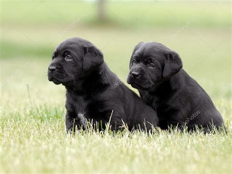 Black Labrador puppies Stock Photo by ©okeanas 8518969