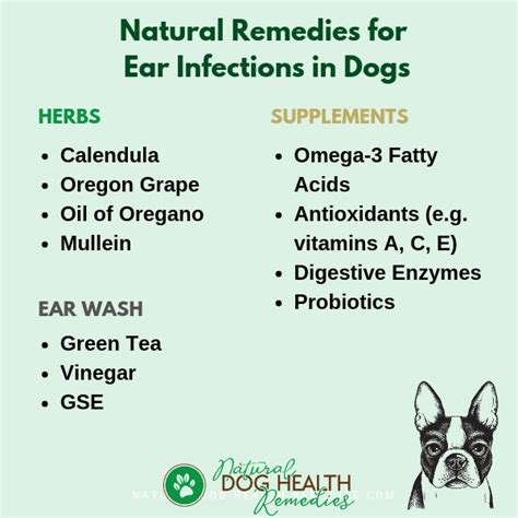 How To Relieve Ear Infection In Dog