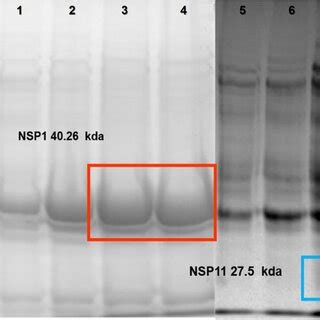 Nsp Expression In Overexpress Chemically Competent Cells