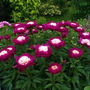 Пион Уайт Кэп Фото И Описание — New-Freepik.Ru