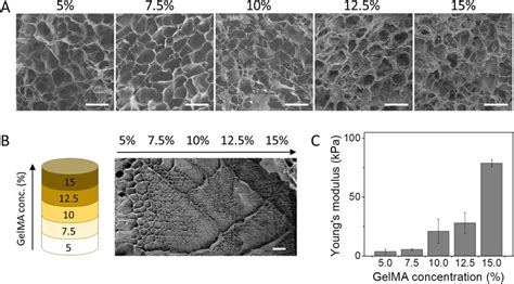 gradient  gelma concentration   structure analysis  sem