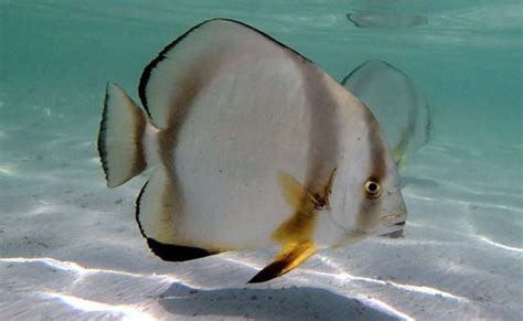 Fish Profile – Batfish for Saltwater Aquarium - hygger