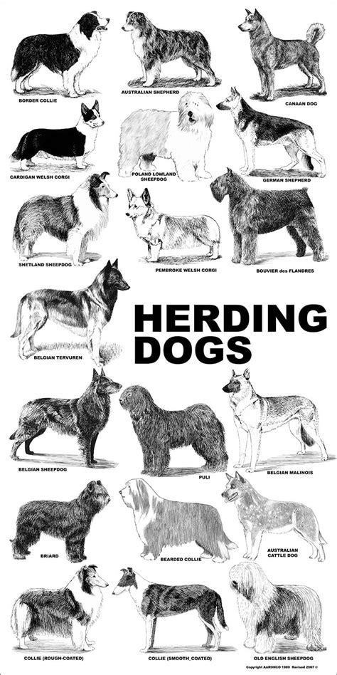 Aaronco Poster - Herding Dogs - Barkleigh Store