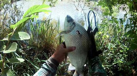 Pesca De Curimba No Estillingue Pesca De Estillingue Slingshot