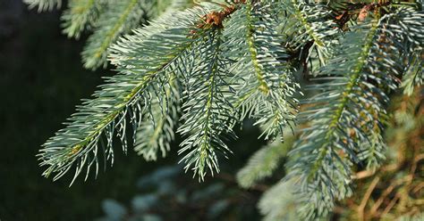 White Spruce Leaf
