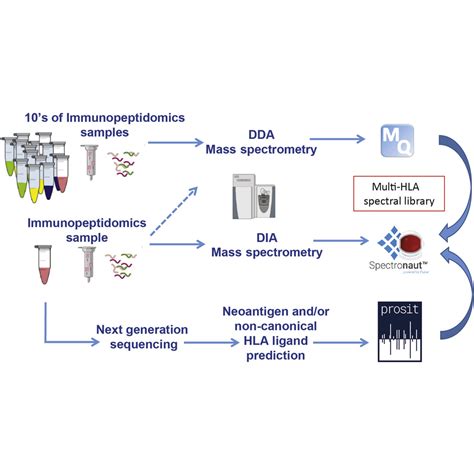 Sensitive Immunopeptidomics By Leveraging Available Large Scale Multi